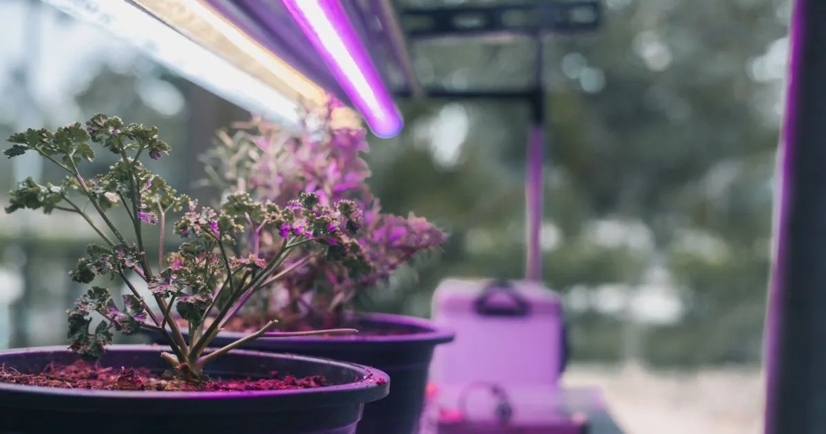 Cómo elegir tu foco LED de cultivo según el presupuesto