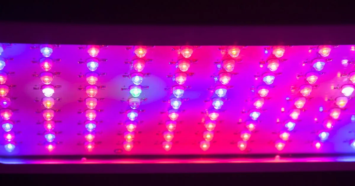 LED vs sodio (HPS) para cultivo interior: ¿cuál te conviene?
