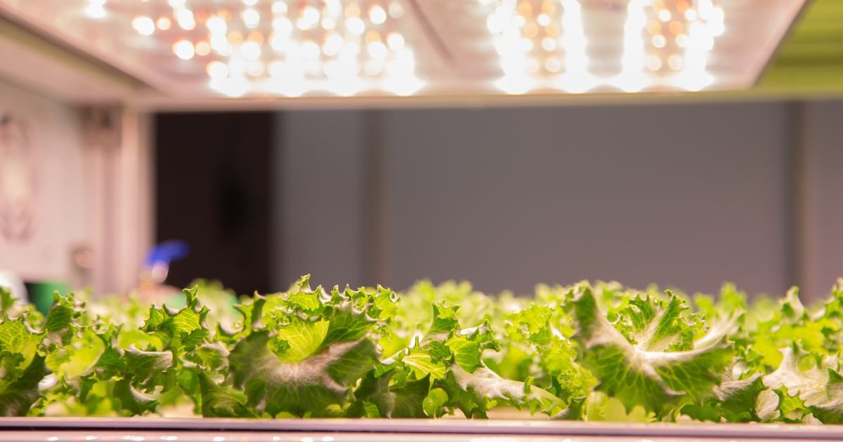 Las últimas innovaciones en chips LED y su aplicación en horticultura