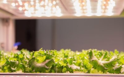 Las últimas innovaciones en chips LED y su aplicación en horticultura