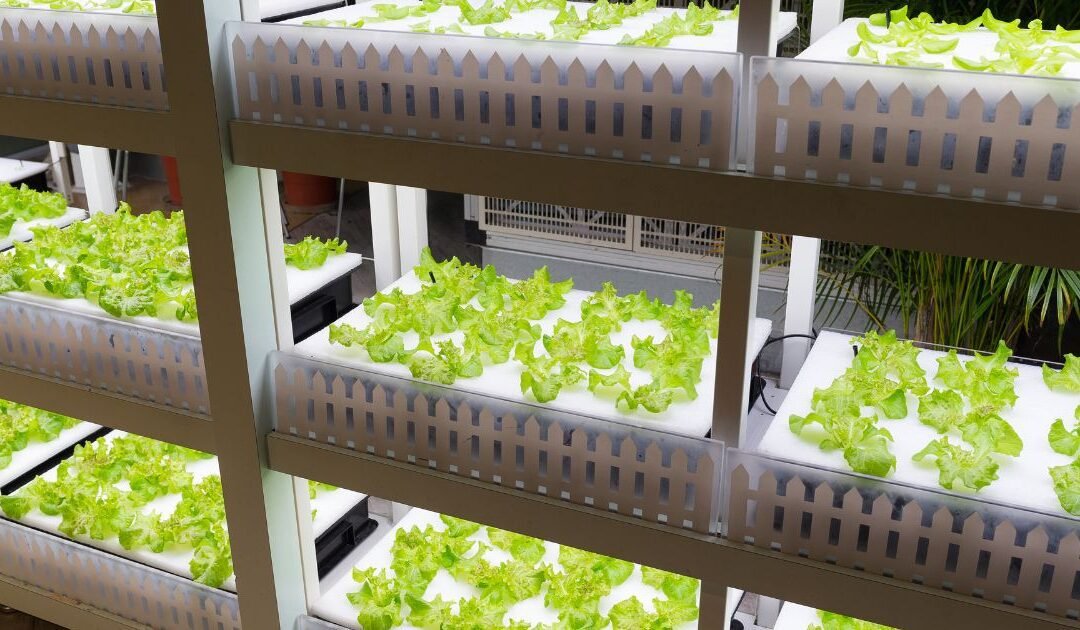 Comparativa de las mejores luces LED para cultivo según su PPFD